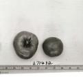 Click for 1 image(s) for this accession. FRUIT